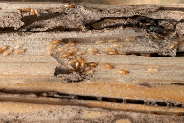 Best Commercial Pest Control Services  in Kalona, IA