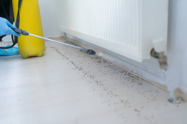 Best Rat Extermination Near Me  in Kalona, IA